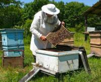 マヌカハニー MGO550+ 無添加100%天然蜂蜜(はちみつ・ハチミツ)　(送料無料・代引き手数料